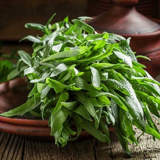 Эстрагон Король трав (Тархун)