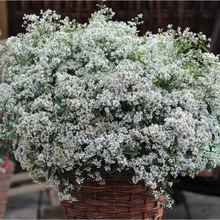 Эуфорбия Гламур (молочай)