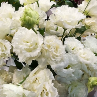 Эустома Алисса Вайт F1