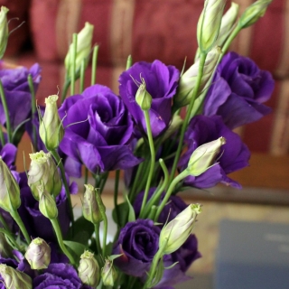 Эустома Эхо Голубая F1