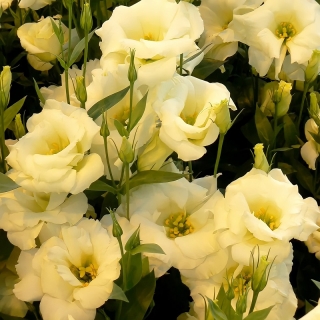 Эустома Эхо Желтая F1