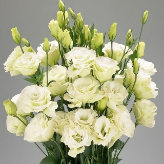 Эустома Фламенко F1 лайм