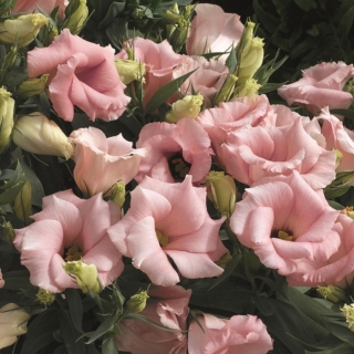 Эустома Фламенко розовая F1