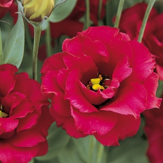 Эустома Мариачи Кармин F1