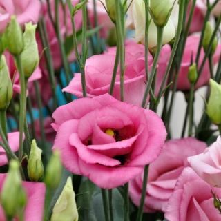 Эустома Рози Пинк F1