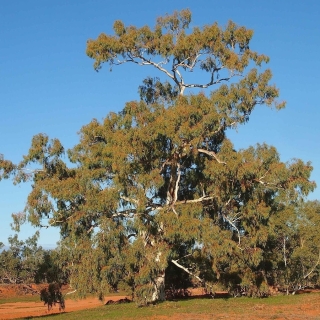Эвкалипт Камадульский