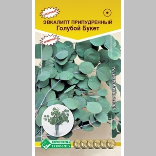 Эвкалипт Голубой Букет припудренный