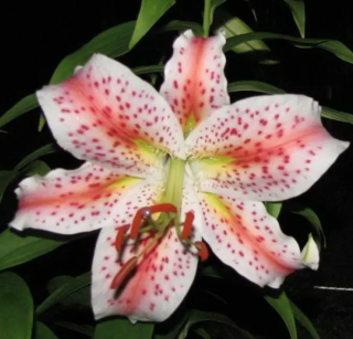 Лилия Эксельсиор