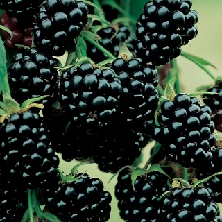 Ежевика Чародейка