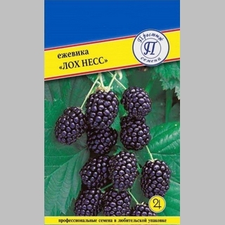 Ежевика Лох Несс ремонтантная