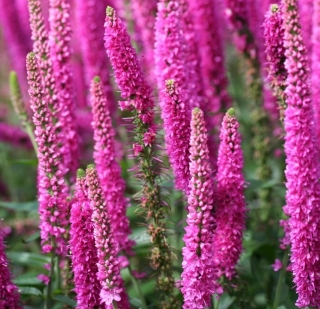 Вероника Очарование длиннолистная