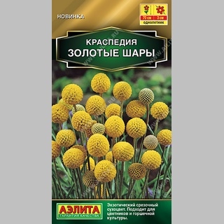 Краспедия Золотые шары