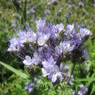 Фацелия Рязанская 20г (большой пакет)