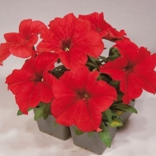 Петуния Фалкон Ред F1