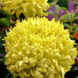 Бархатцы Фантастика Желтая