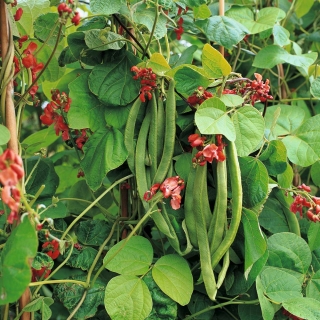 Фасоль Армянская красная