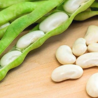 Фасоль Иранская белая