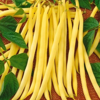 Фасоль Золушка