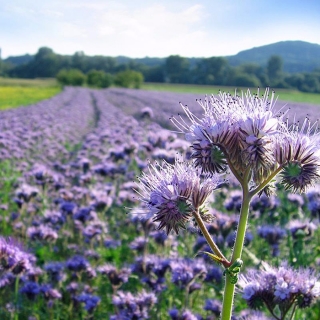 Фацелия Рязанская 0,5 кг (большой пакет)