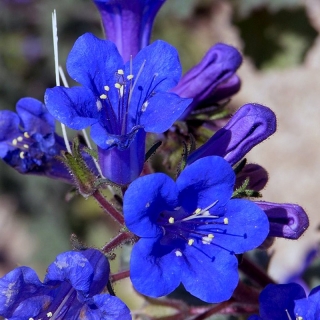 Фацелия Горечавка (колокольчатая)