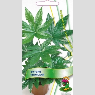 Фатсия японская (Аралия)