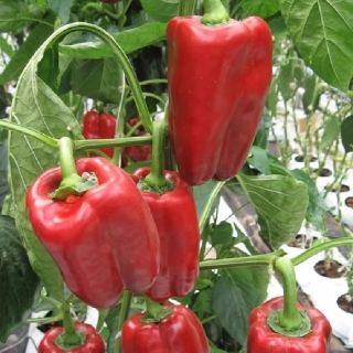 Перец Фавилла F1 (Monsanto Holland B.V.)