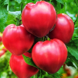 Томат Гном Маленький Лентяй (большой пакет)