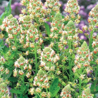 Резеда Хавская душистая