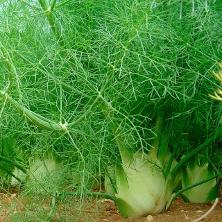 Фенхель Аромат овощной
