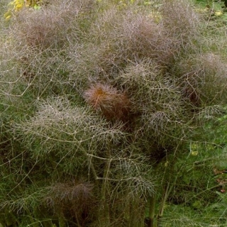 Фенхель Бронзовый (овощной)