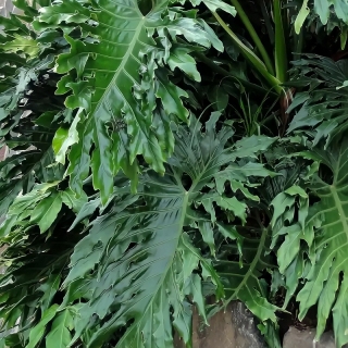 Филодендрон Селло Мексиканский змей