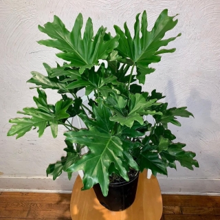 Филодендрон Селло