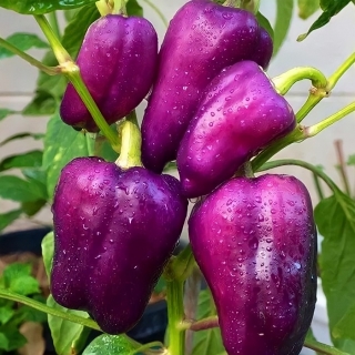 Перец Фио-Лето