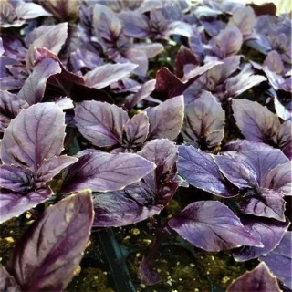 Базилик Фиолетовый