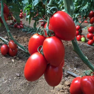 Томат ФИТОфтороУСтойчивый