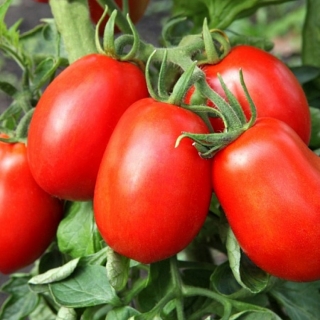 Томат Фитоус