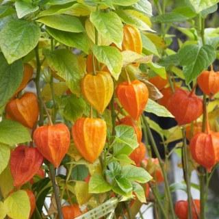 Физалис Франше декоративный (большой пакет)