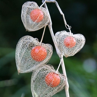 Физалис Колокольчик