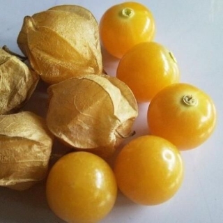 Физалис Лакомка