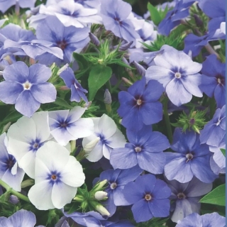 Флокс Босфор (Друммонда)