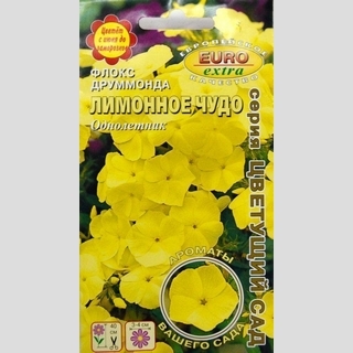 Флокс Лимонное чудо (Друммонда)