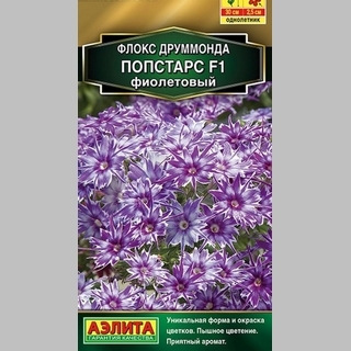 Флокс Попстарс F1 Фиолетовый