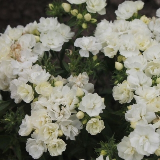 Флокс Птичье молоко