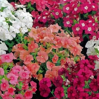 Флокс Глобус смесь