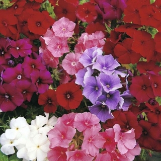 Флокс Искусство теней крупноцветковый