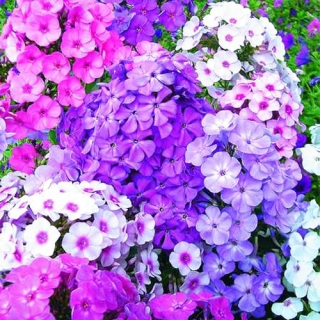 Флокс Новые гибриды смесь