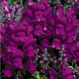 Антирринум Флорал Шауэрс Лиловый F1 (Львиный зев)