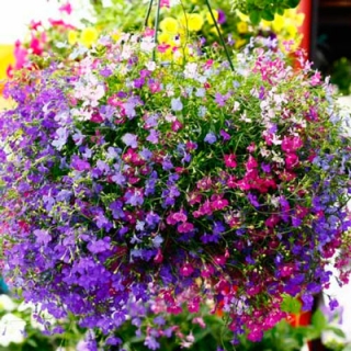 Лобелия Фонтан смесь плетистая