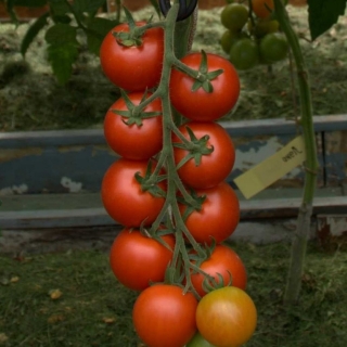 Томат Форте Мальтезе F1