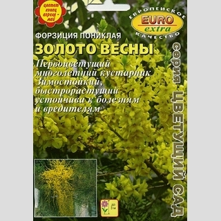 Форзиция Золото весны (пониклая)
